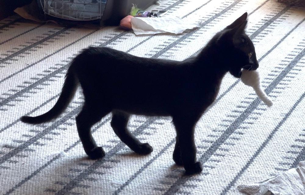 Wolf, a Adoptable Domestic Short Hair in Lafayette, CO image 3/4