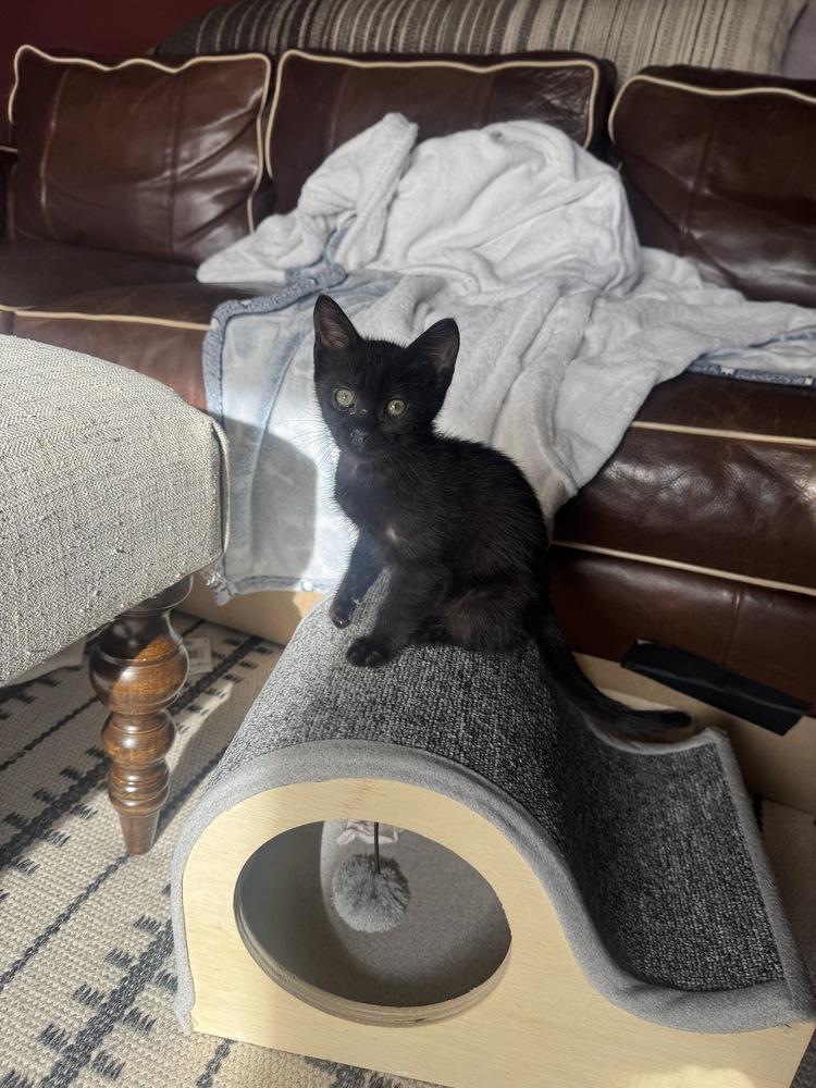 Wolf, a Adoptable Domestic Short Hair in Lafayette, CO image 4/4