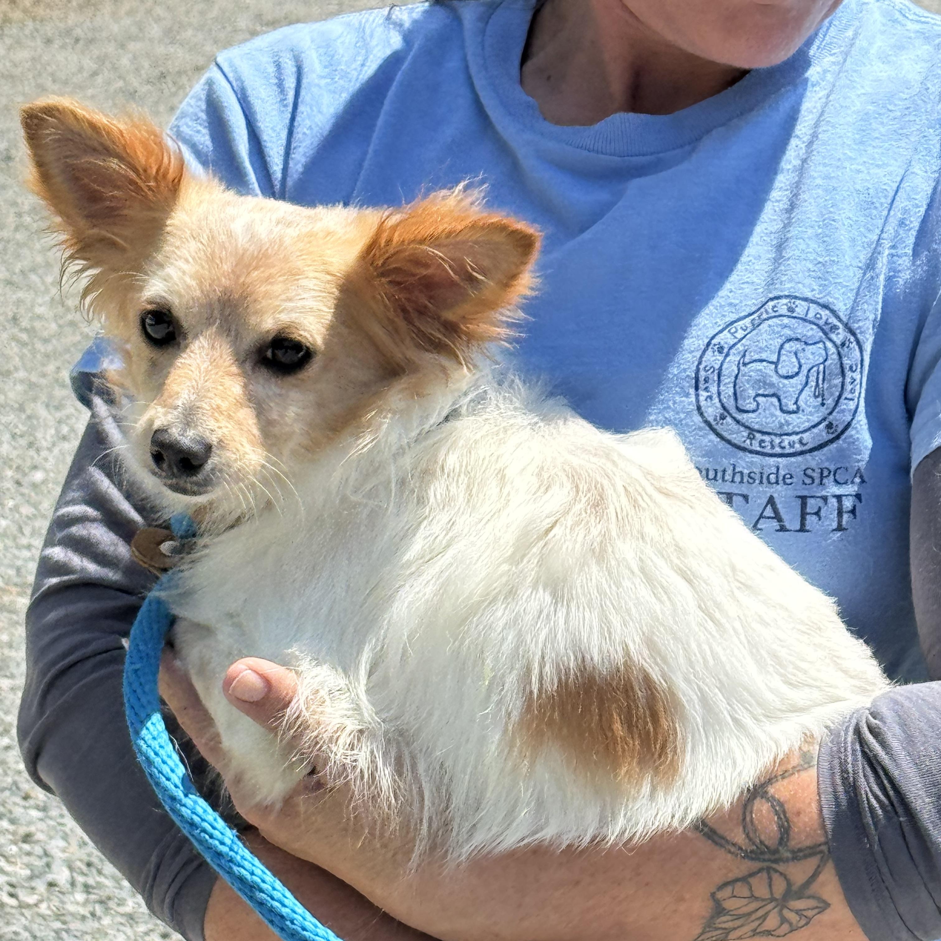 Pedro, a Adoptable mixed breed in Meherrin, VA image 5/6