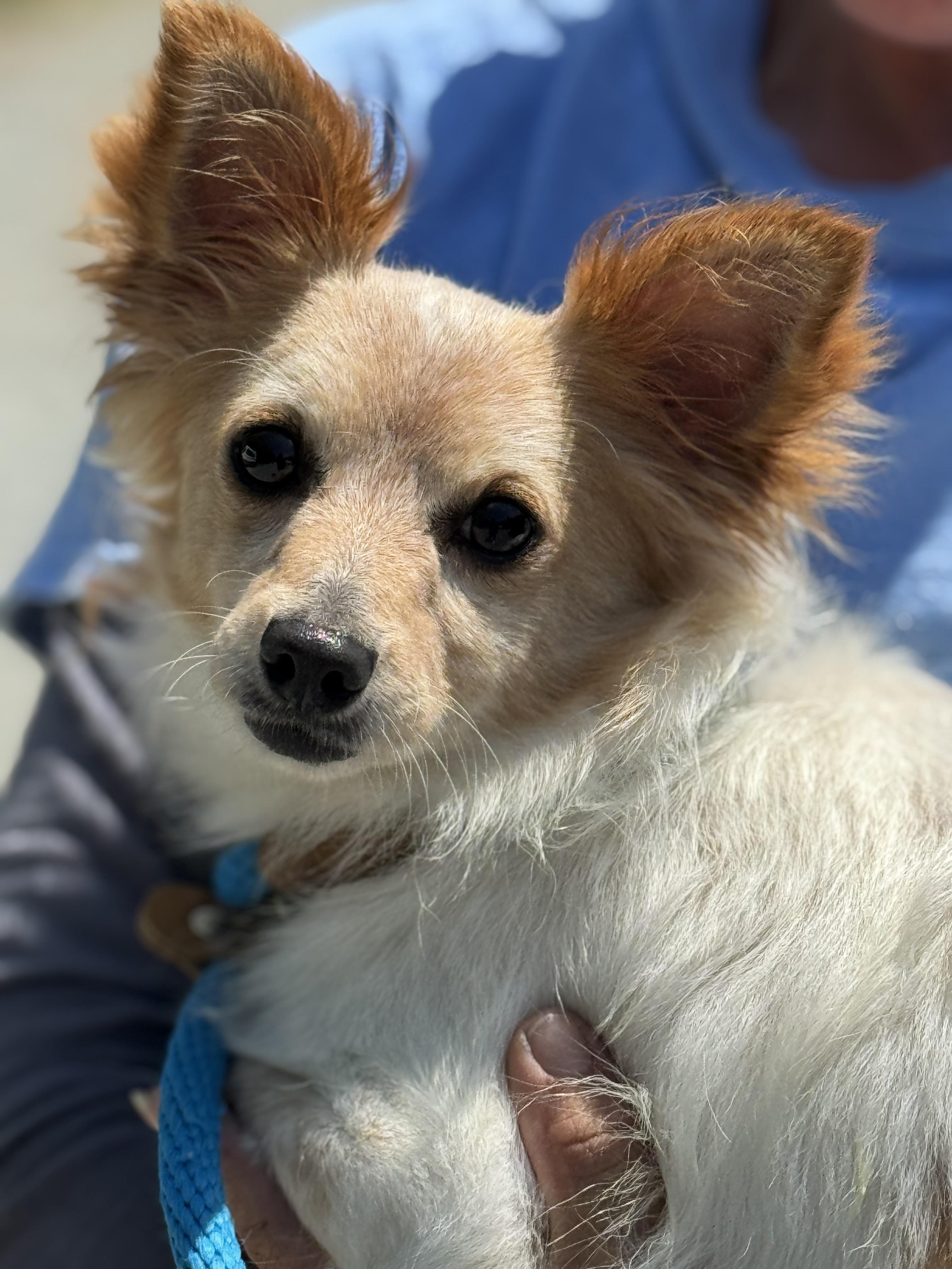 Pedro, a Adoptable mixed breed in Meherrin, VA image 6/6