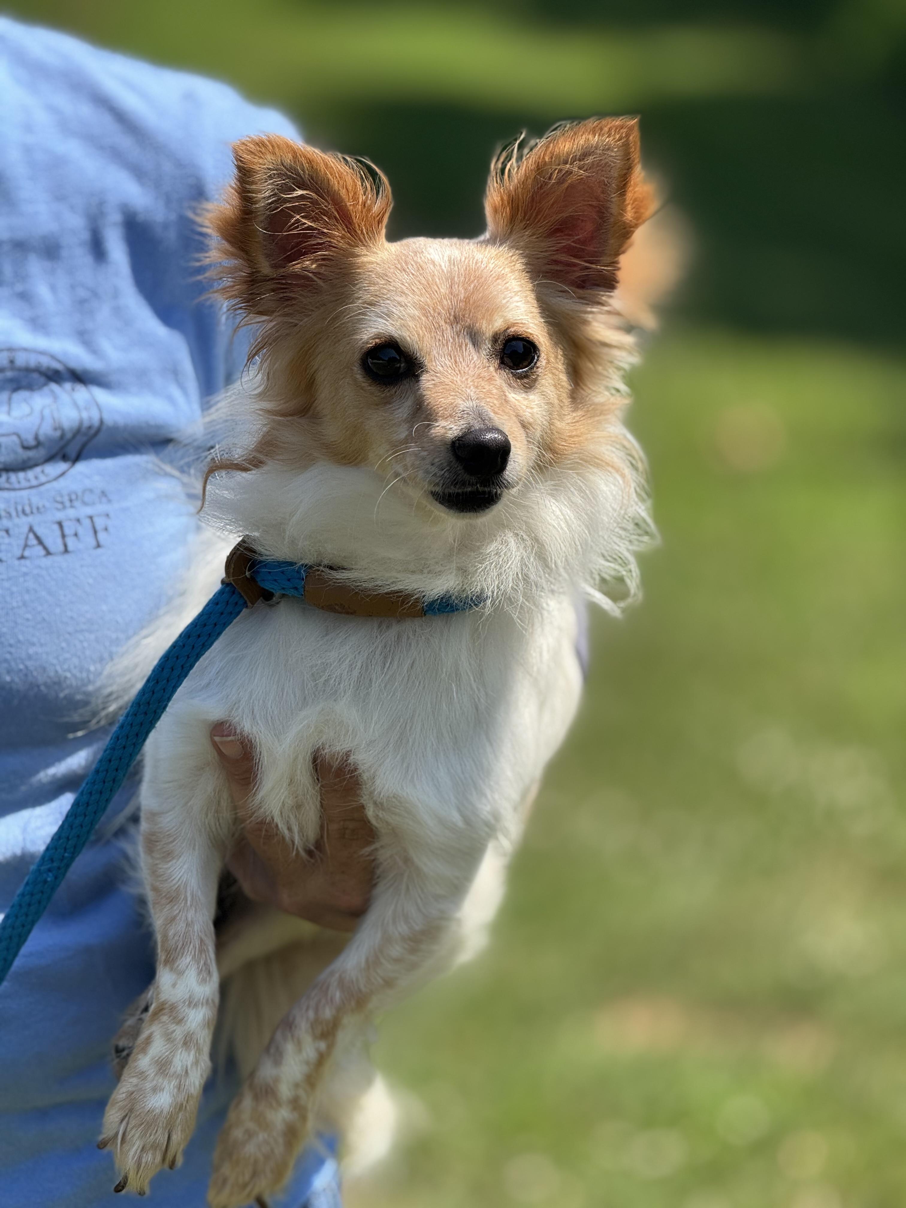 Pedro, a Adoptable mixed breed in Meherrin, VA image 2/6