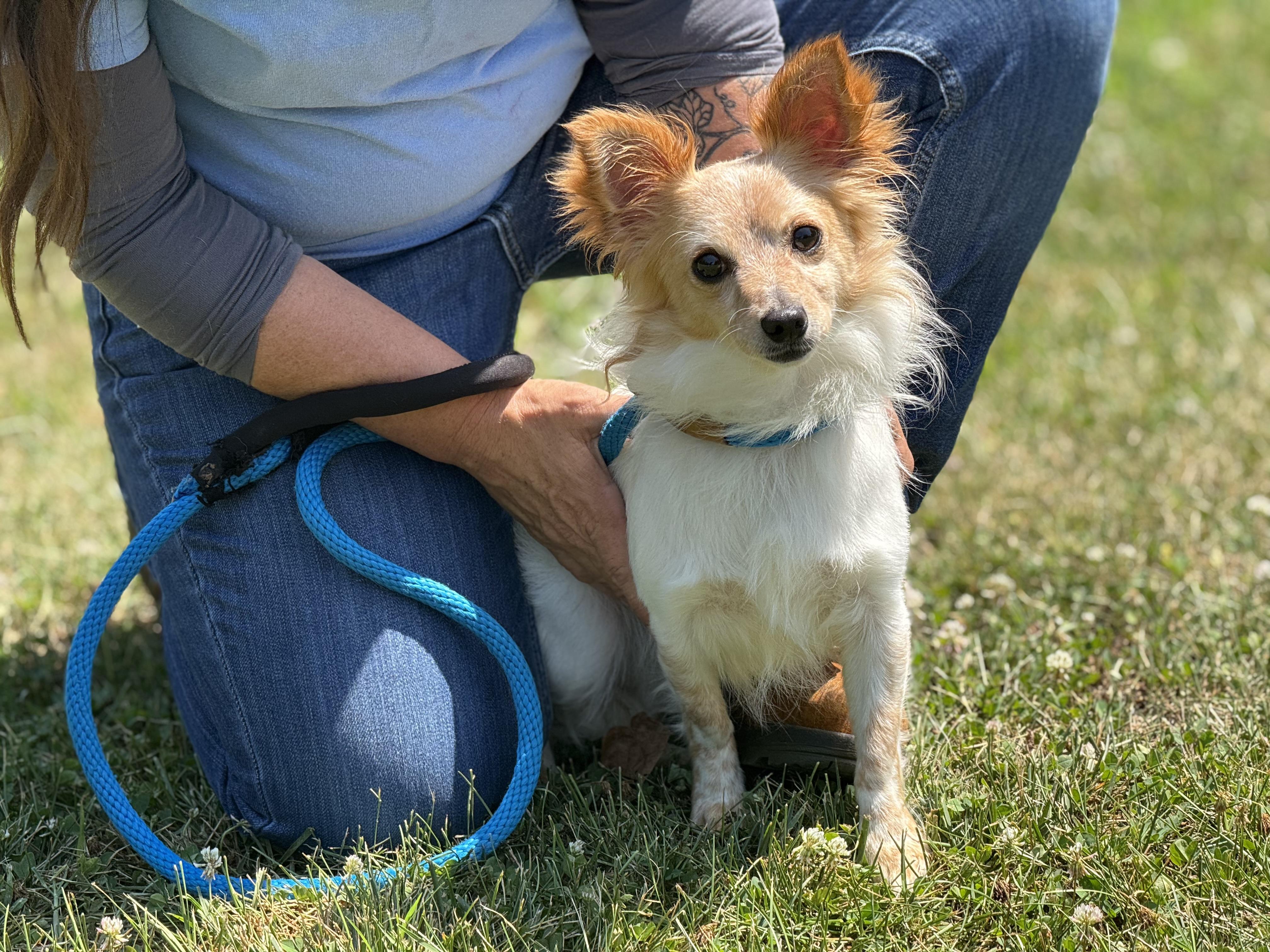 Pedro, a Adoptable mixed breed in Meherrin, VA image 3/6