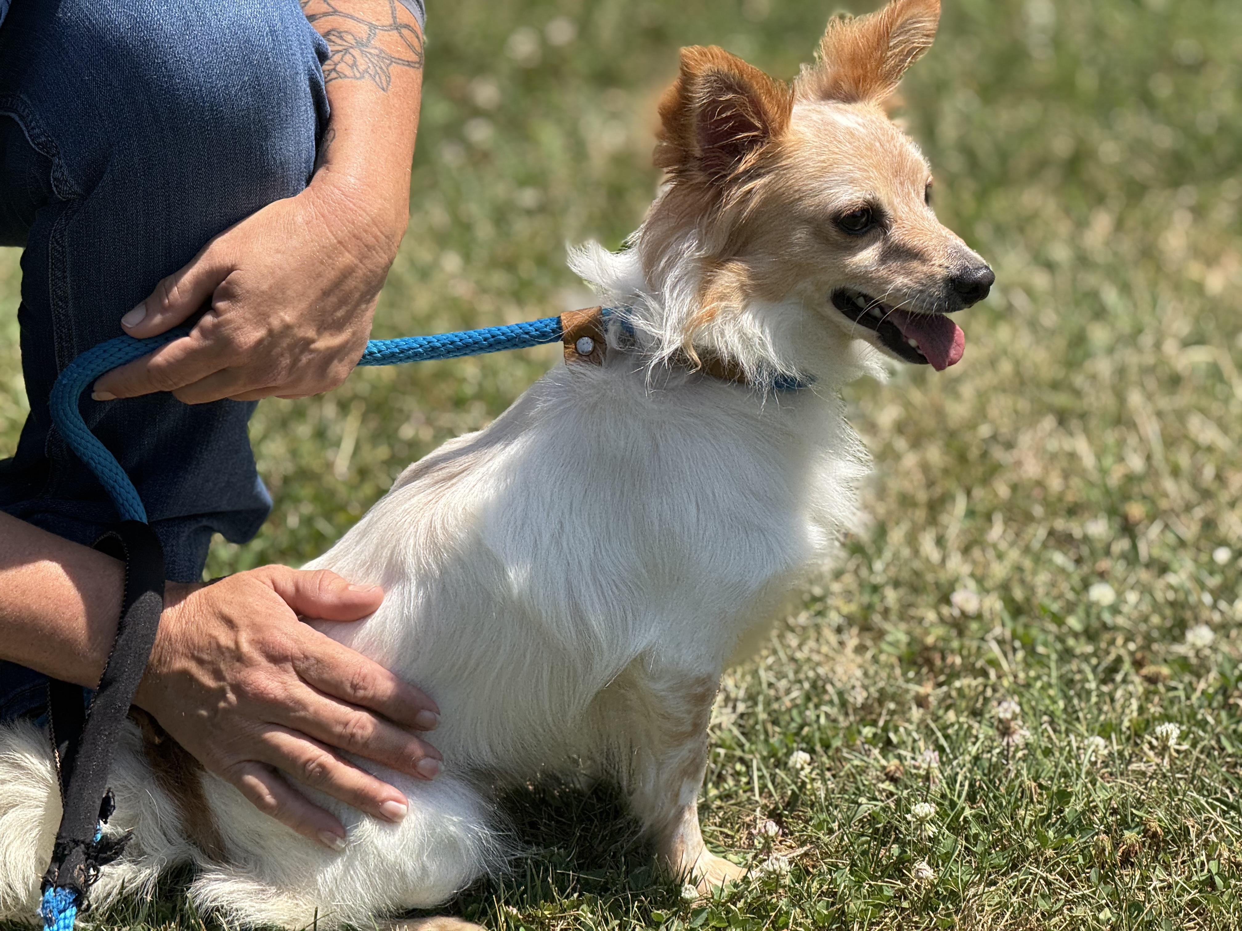Pedro, a Adoptable mixed breed in Meherrin, VA image 4/6