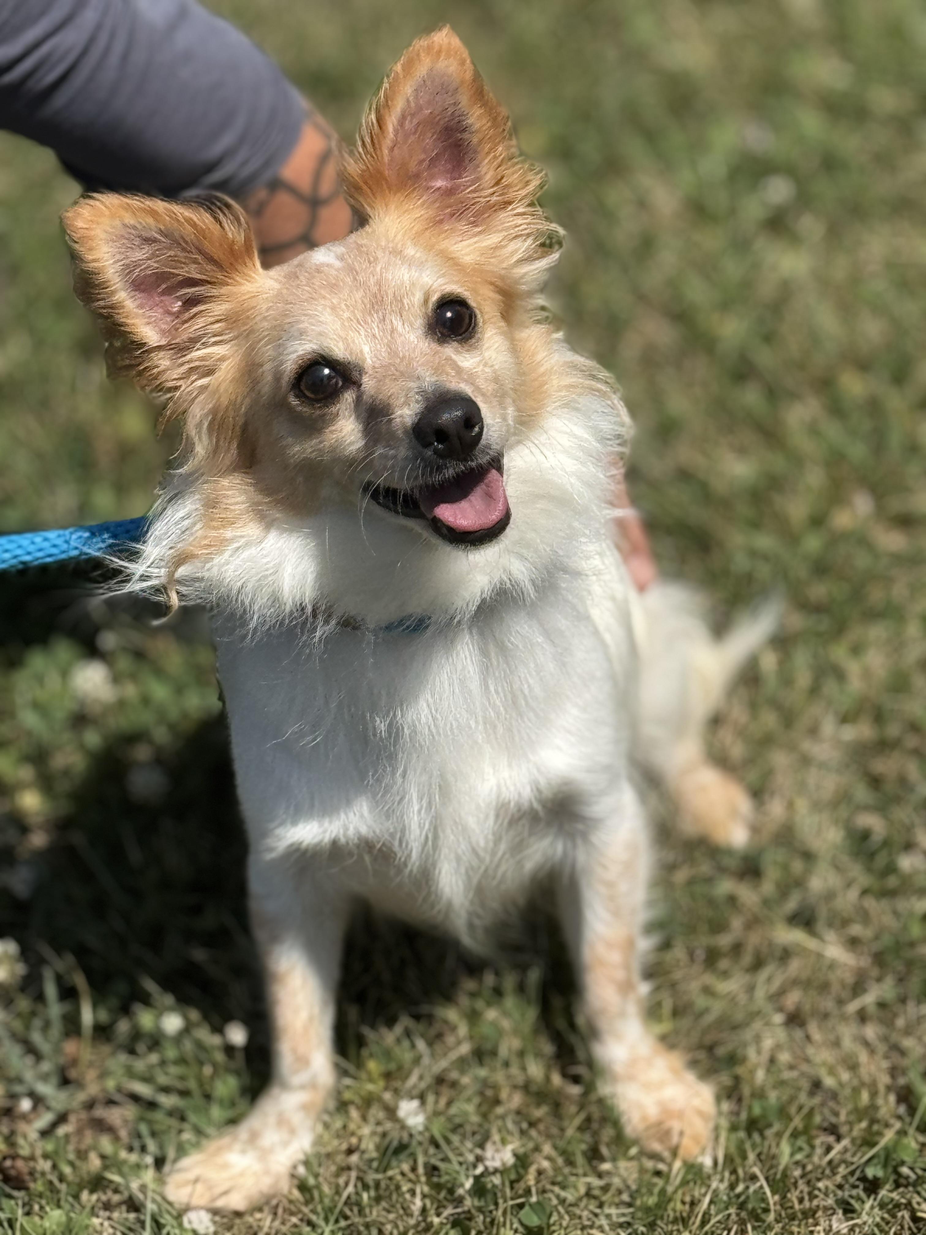Pedro, Adoptable, Young Male Chihuahua.
