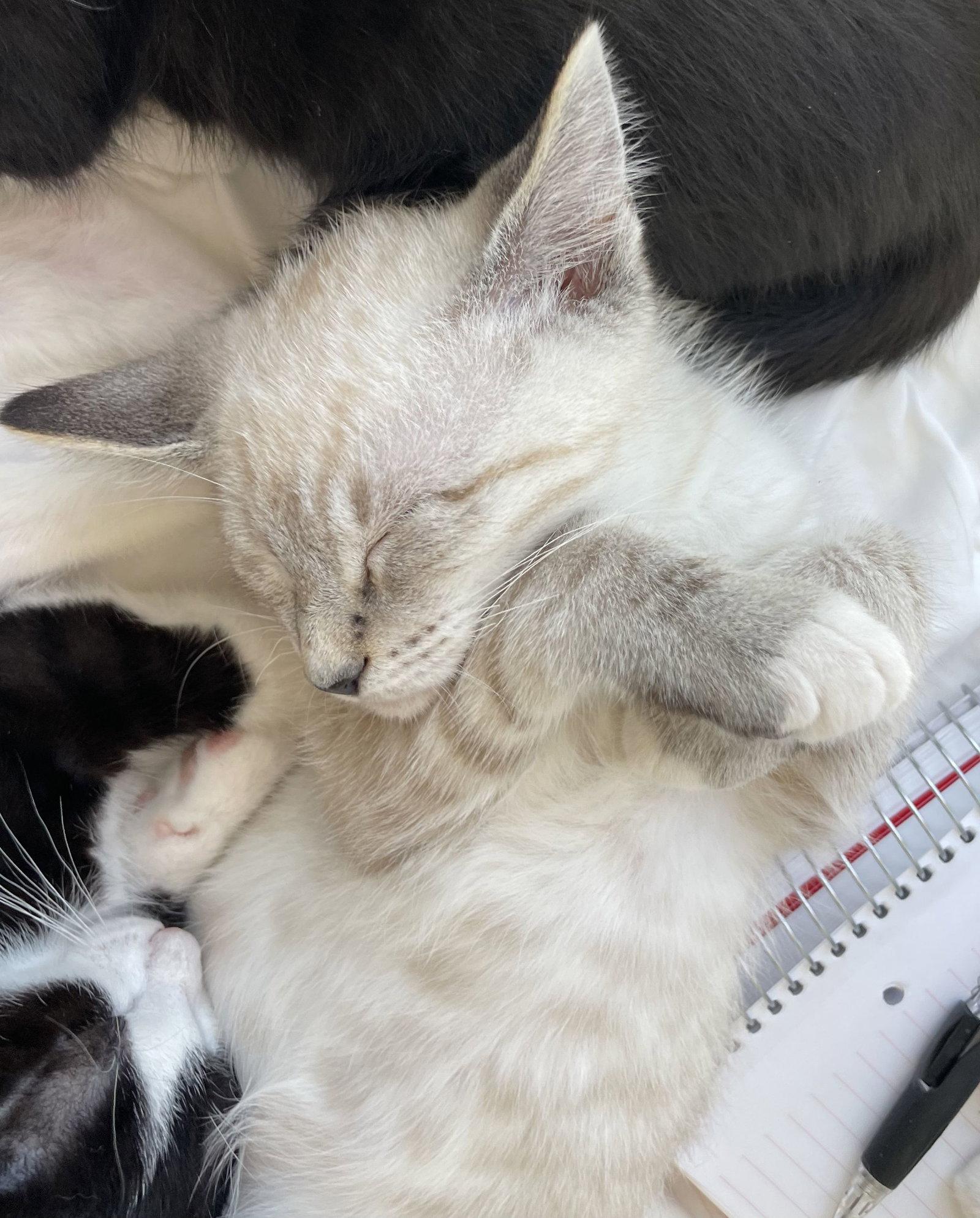 Aslan, Adopted, Kitten Male Siamese & Domestic Short Hair.