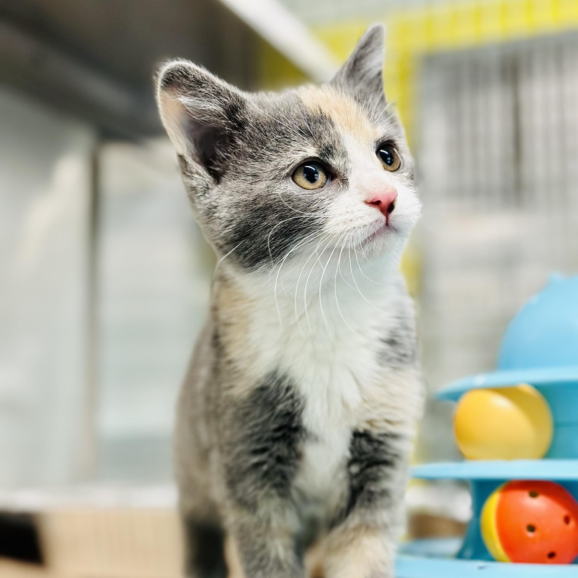 Cinnamon , adopted, Kitten Female Domestic Short Hair.