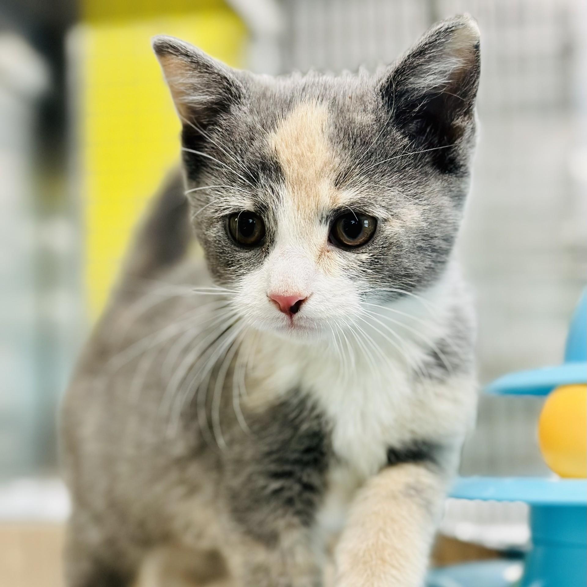 Cinnamon , an adopted Domestic Short Hair in Jackson, NJ image 2/2
