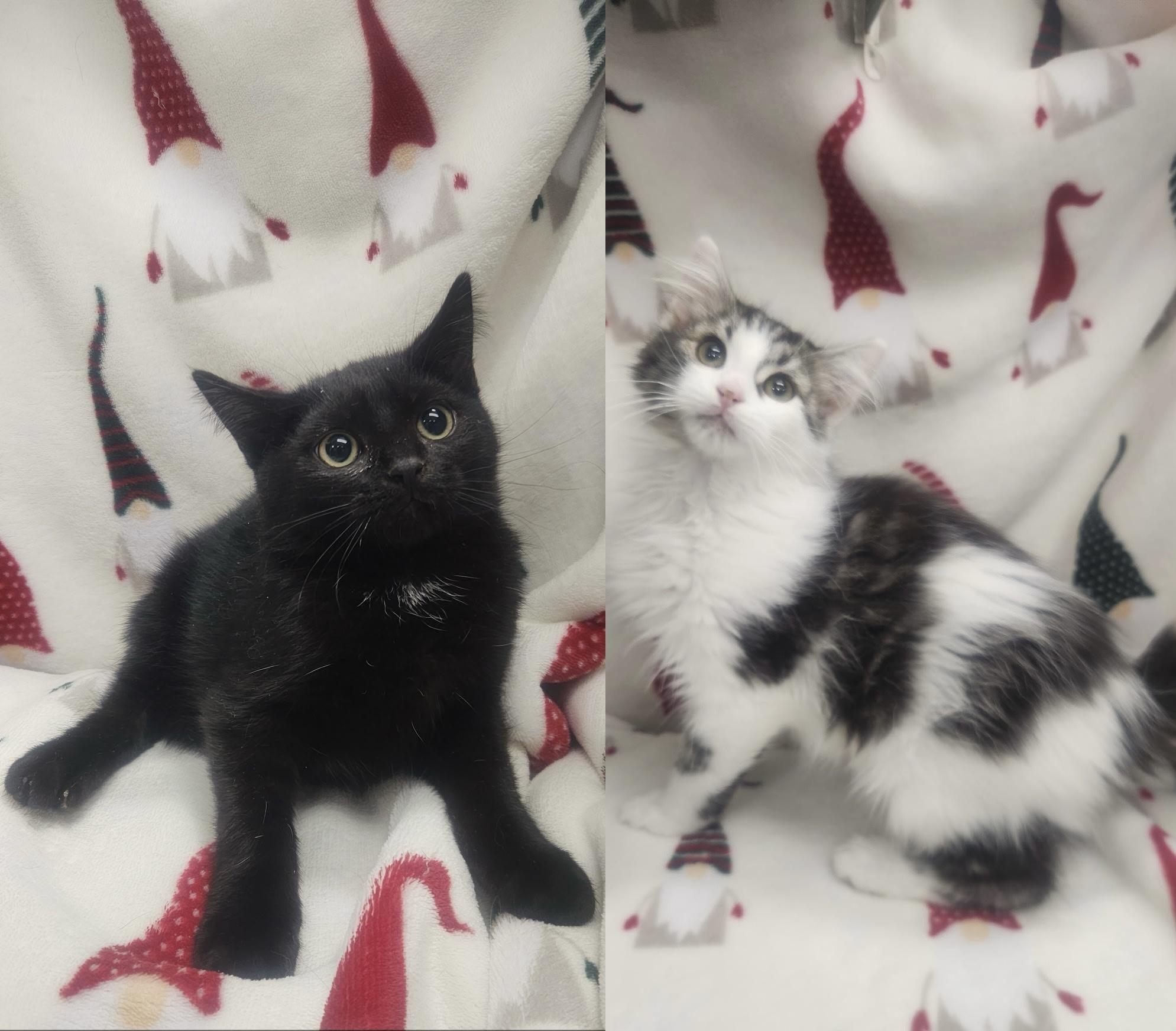 Koji & Sasuke ***Bonded Pair***, adopted, Kitten Male Domestic Long Hair & American Shorthair.