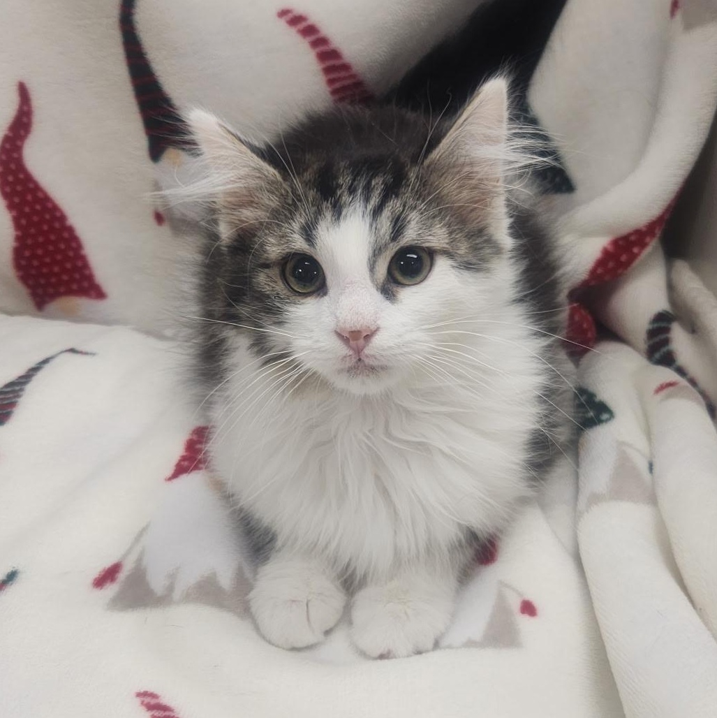 Enlarge Koji & Sasuke ***Bonded Pair***, an adopted mixed breed in Frederick, MD image 2/2