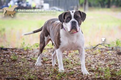 94491a Nina, Adoptable, Adult Female American Staffordshire Terrier & Mixed Breed.