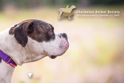 Enlarge 94491a Nina, a Adoptable mixed breed in North Charleston, SC image 2/3