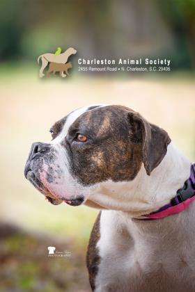 Enlarge 94491a Nina, a Adoptable mixed breed in North Charleston, SC image 3/3