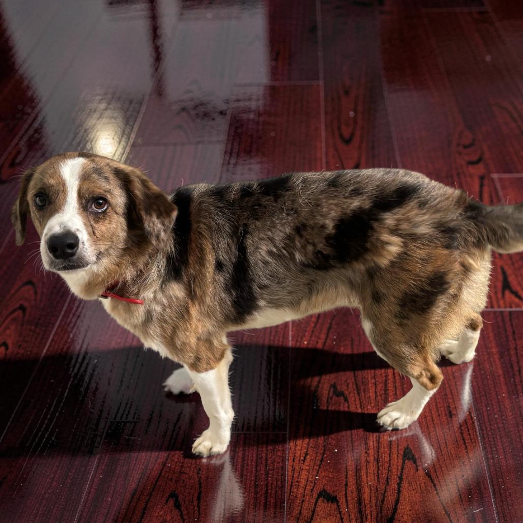 Koda (tubby), Adoptable, Adult Male Australian Shepherd.