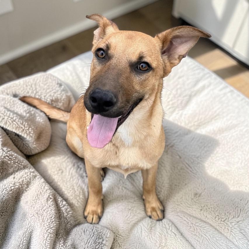 Enlarge Kenny, a Adoptable mixed breed in Waterford, CT image 2/6