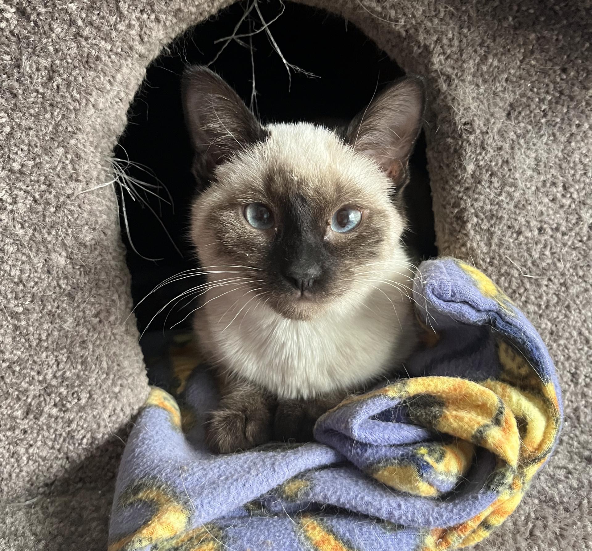 Enlarge MARIE AND SHUN, an adopted Siamese in Gurnee, IL image 4/4
