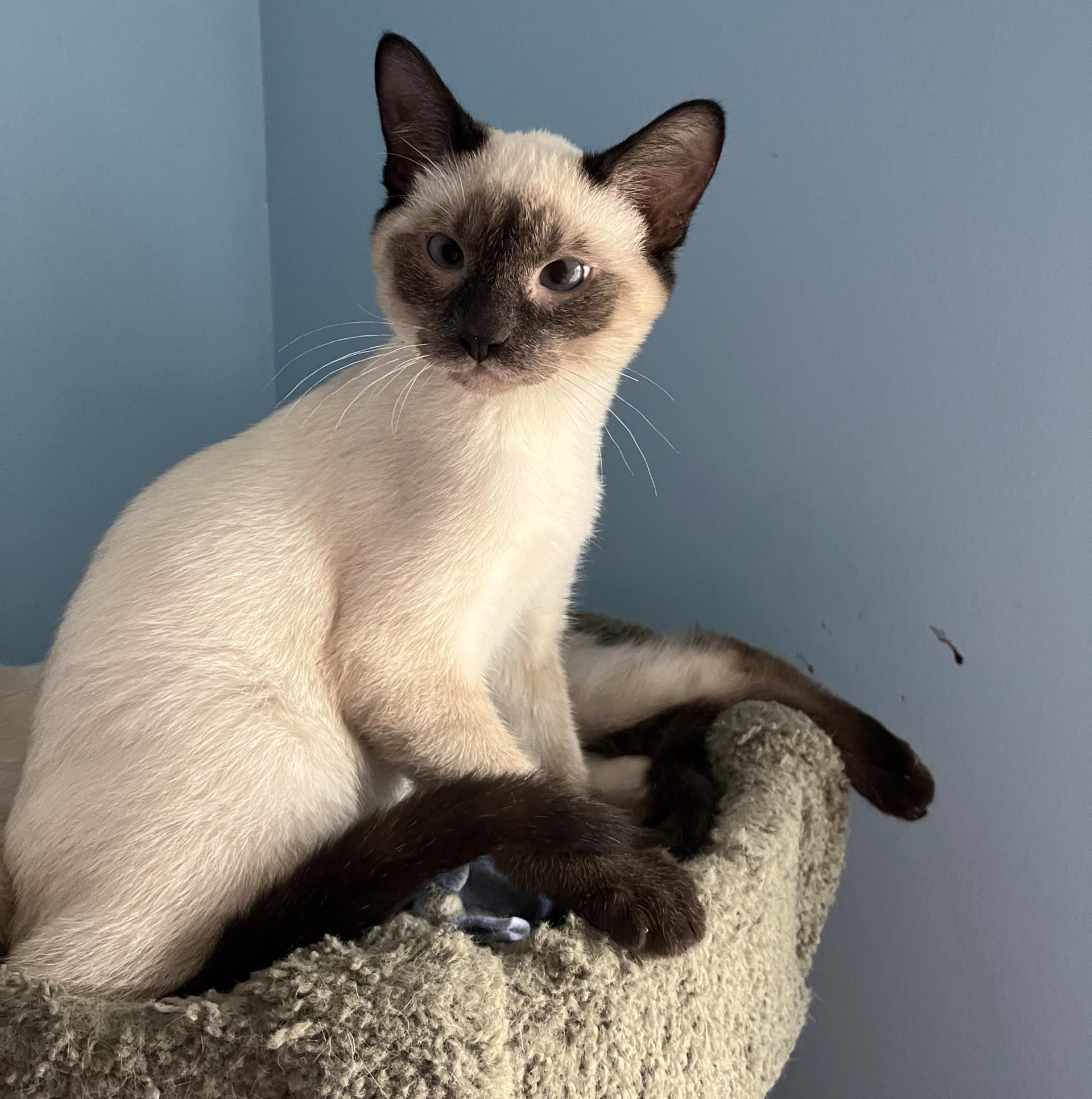 Enlarge MARIE AND SHUN, an adopted Siamese in Gurnee, IL image 3/4