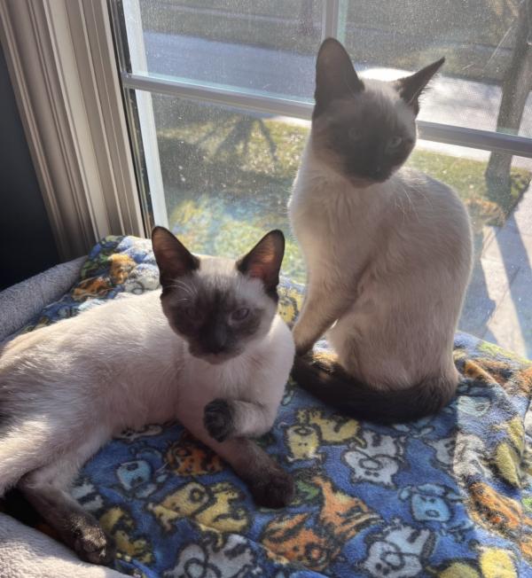 Enlarge MARIE AND SHUN, an adopted Siamese in Gurnee, IL image 1/4