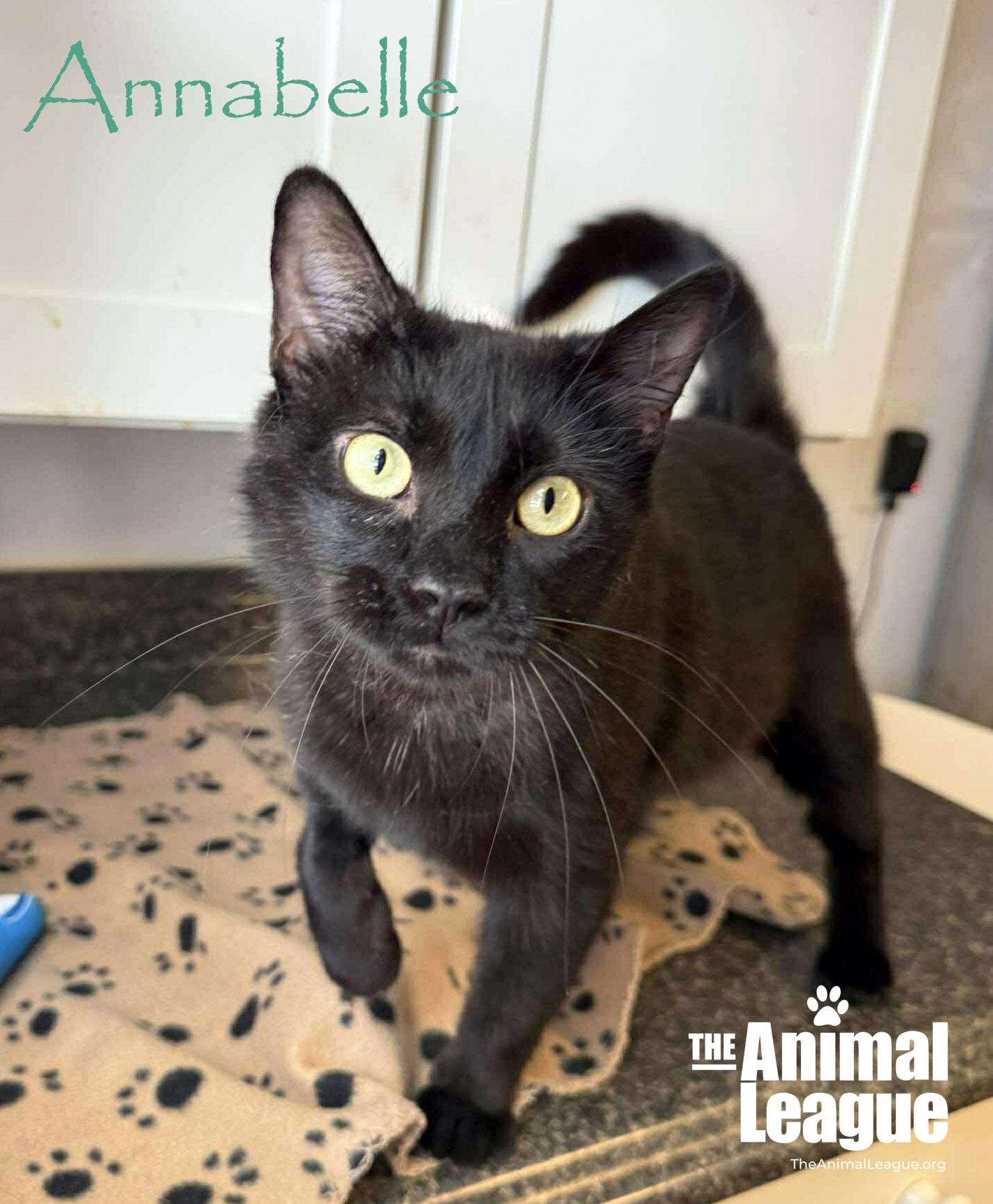 Annabelle, ADOPTABLE, Adult Female Domestic Short Hair.