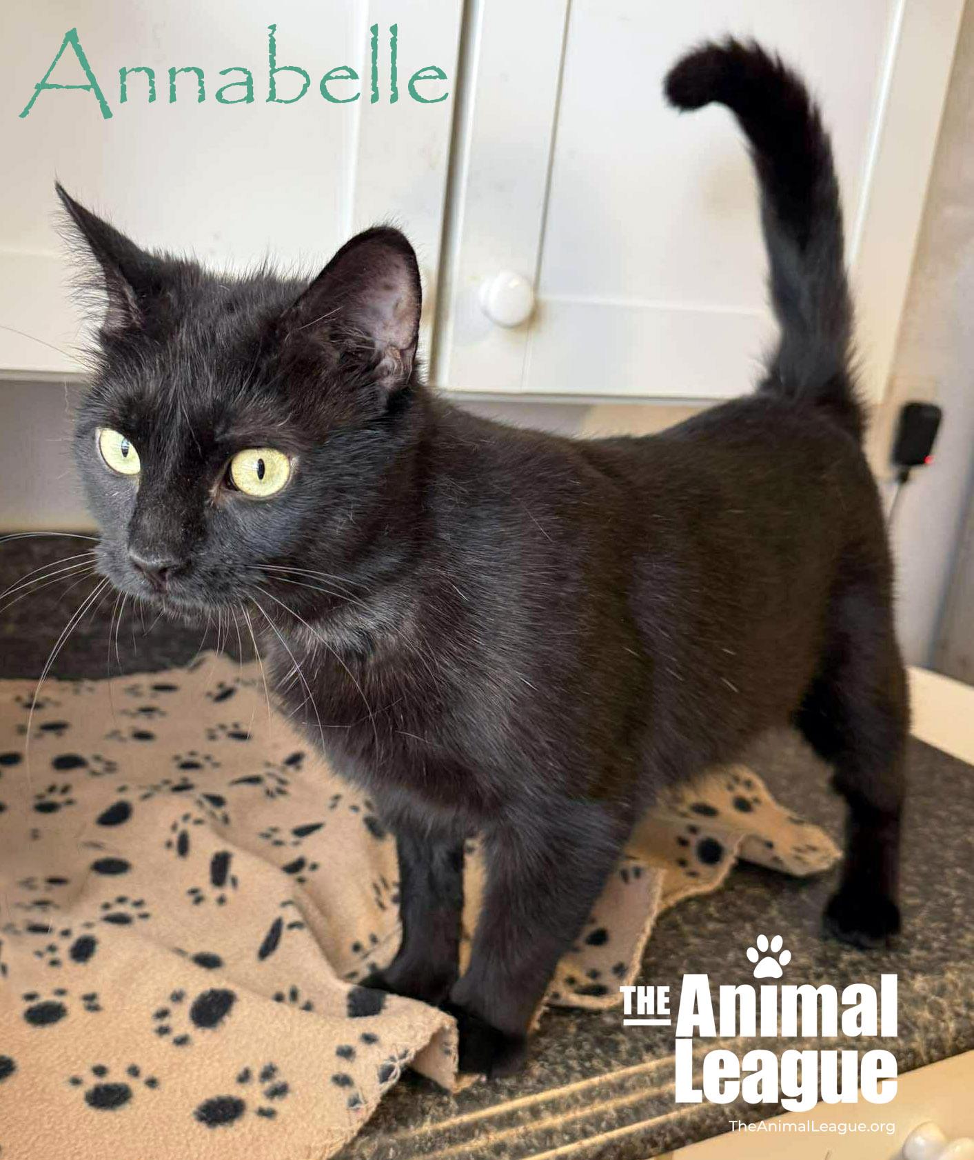 Annabelle, a ADOPTABLE Domestic Short Hair in Groveland, FL image 2/2