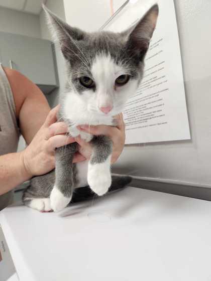 Enlarge Amy, a Adoptable mixed breed in Sevierville, TN image 1/1