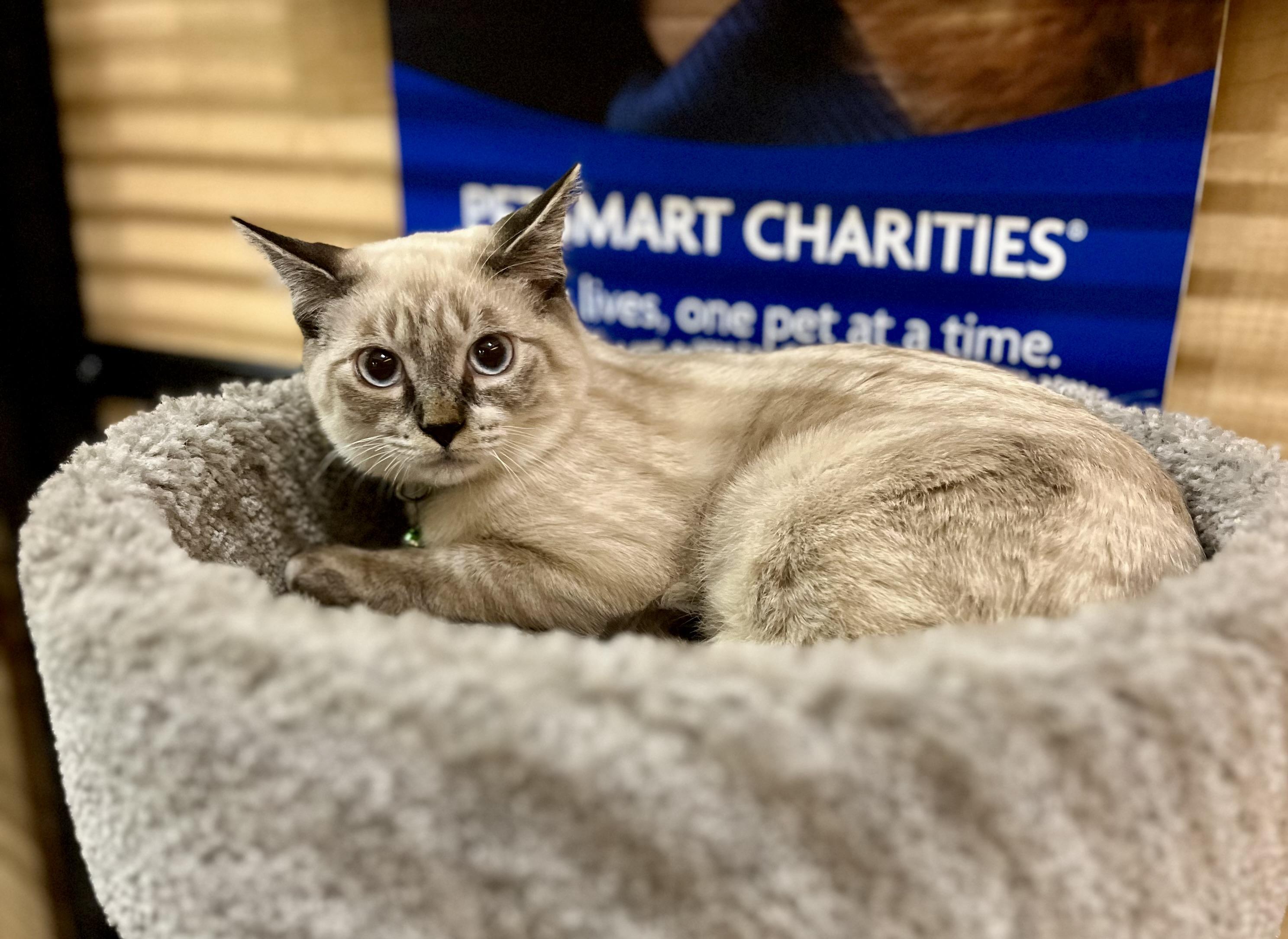 Fred, Adopted, Kitten Male Siamese.