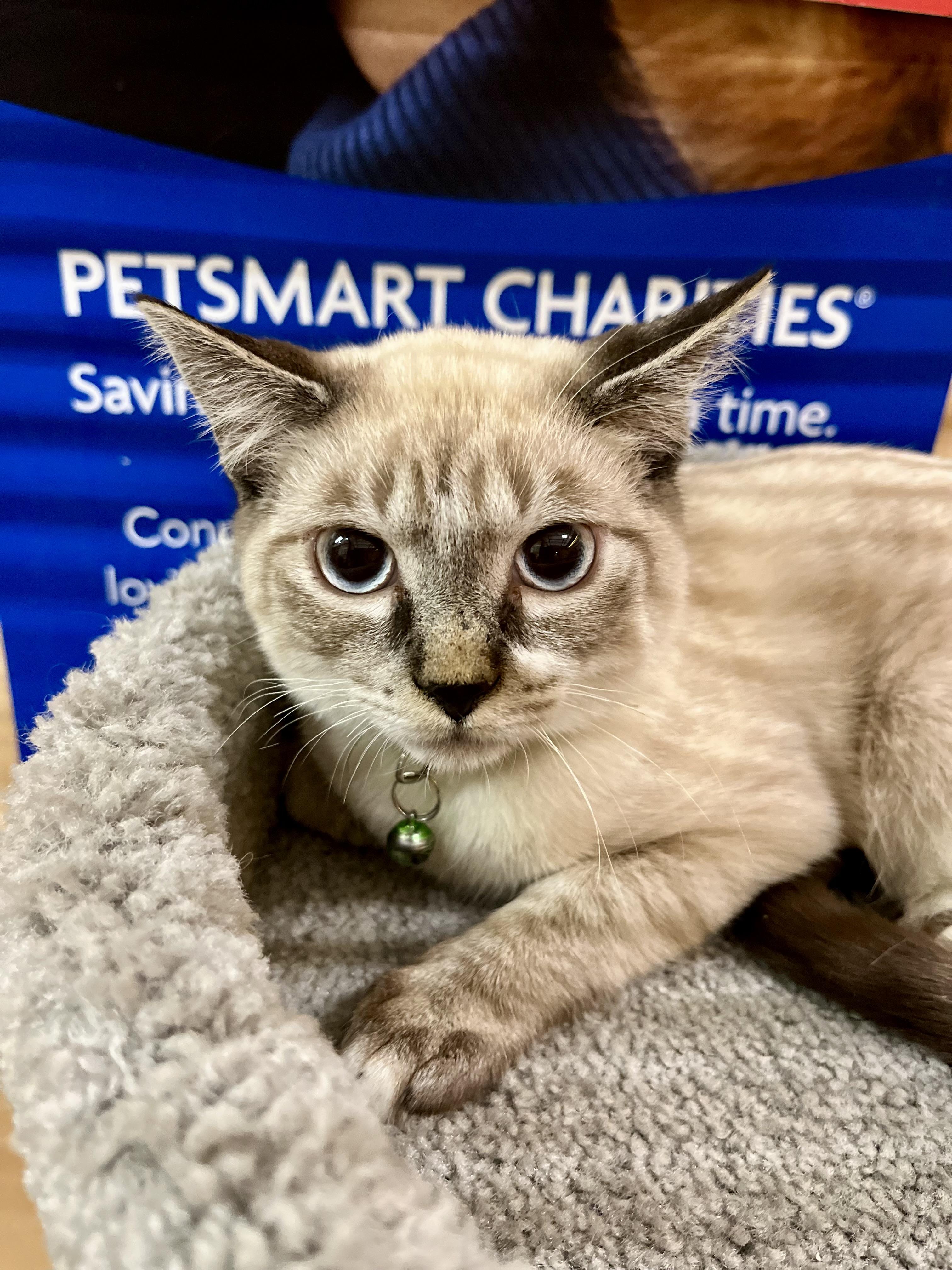 Fred, a Adopted mixed breed in Las Vegas, NV image 2/3