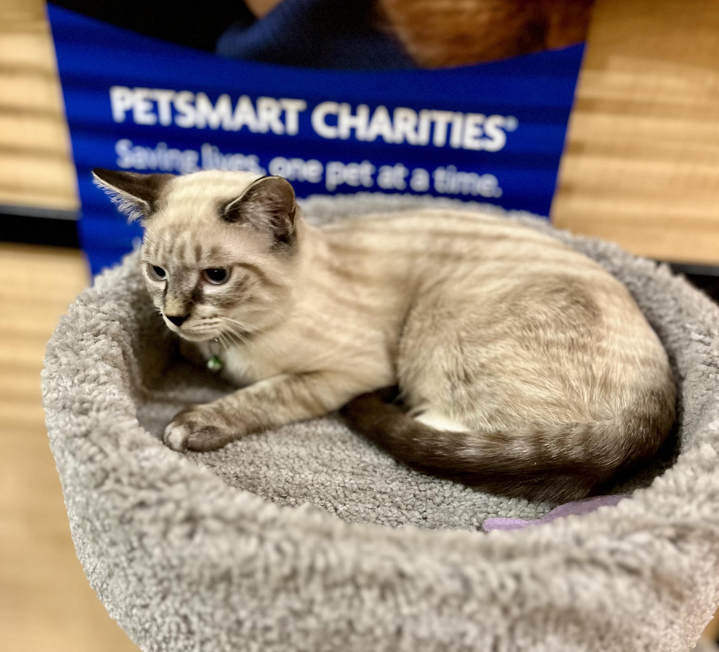 Fred, a Adopted mixed breed in Las Vegas, NV image 3/3