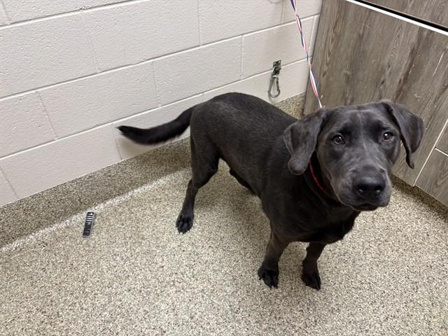 LANCE, Adoptable, Young Male Labrador Retriever & Mixed Breed.