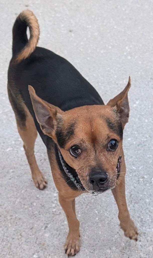 Enlarge Nugget-Bonded with Brodie!  Adoption Fee Now Fully Sponsored!, a Adoptable Chihuahua in Fort Myers, FL image 2/6