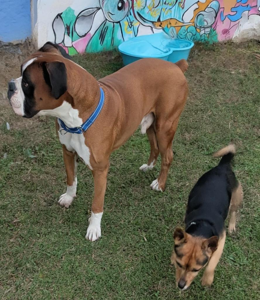 Enlarge Nugget-Bonded with Brodie!  Adoption Fee Now Fully Sponsored!, a Adoptable Chihuahua in Fort Myers, FL image 3/6