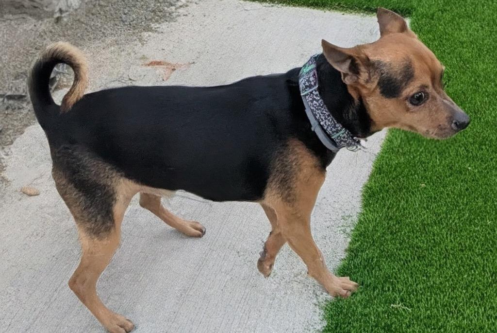 Enlarge Nugget-Bonded with Brodie!  Adoption Fee Now Fully Sponsored!, a Adoptable Chihuahua in Fort Myers, FL image 5/6