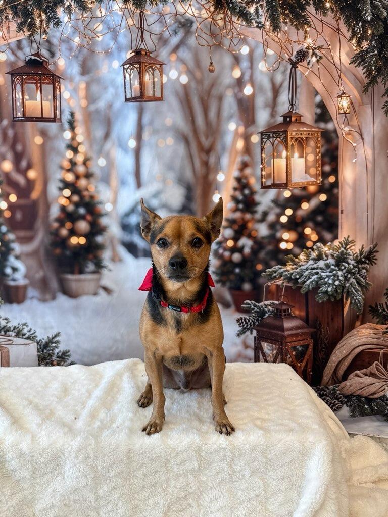 Enlarge Nugget-Bonded with Brodie!  Adoption Fee Now Fully Sponsored!, a Adoptable Chihuahua in Fort Myers, FL image 6/6