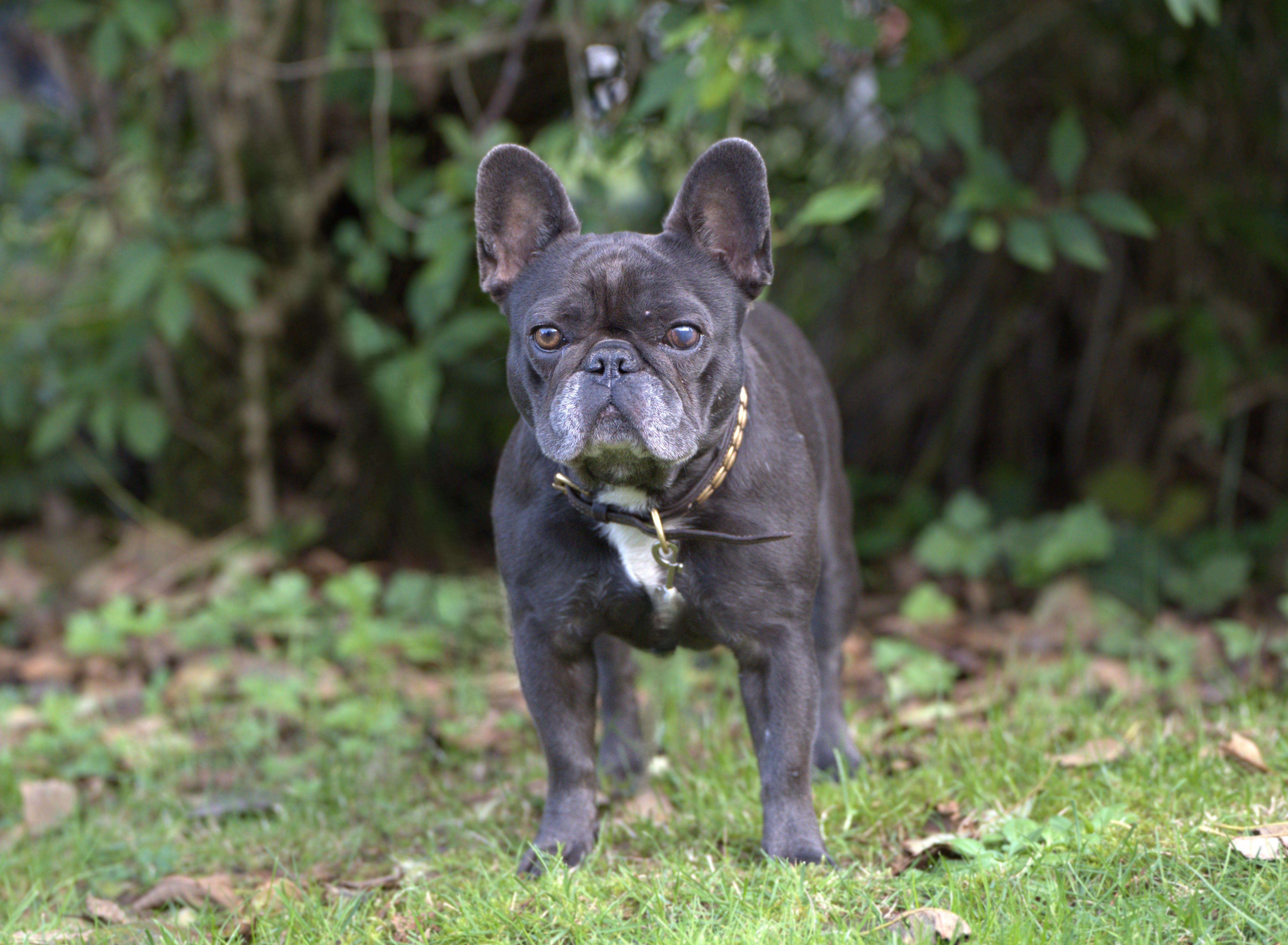 Etta - Blue Frenchie Female, a Adoptable French Bulldog in Hoquiam, WA image 6/6