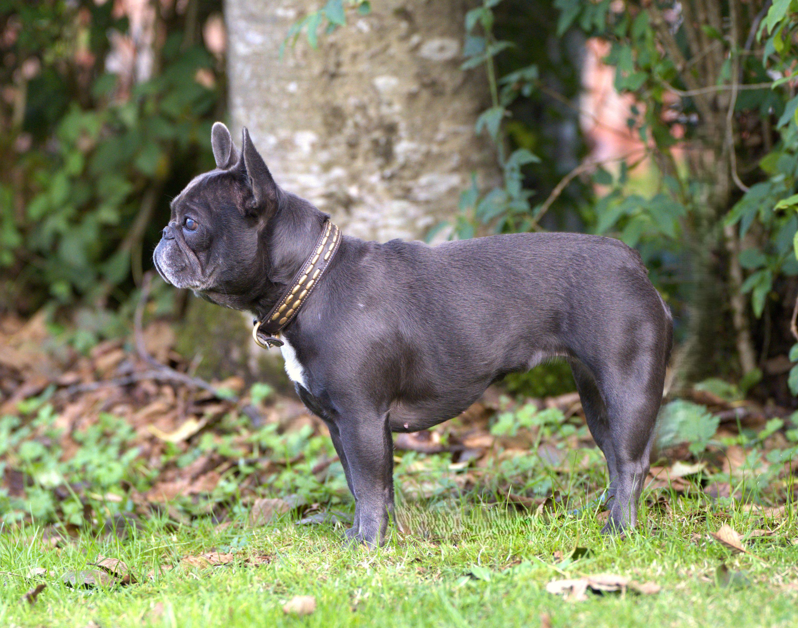 Enlarge Etta - Blue Frenchie Female, a Adoptable French Bulldog in Hoquiam, WA image 4/6