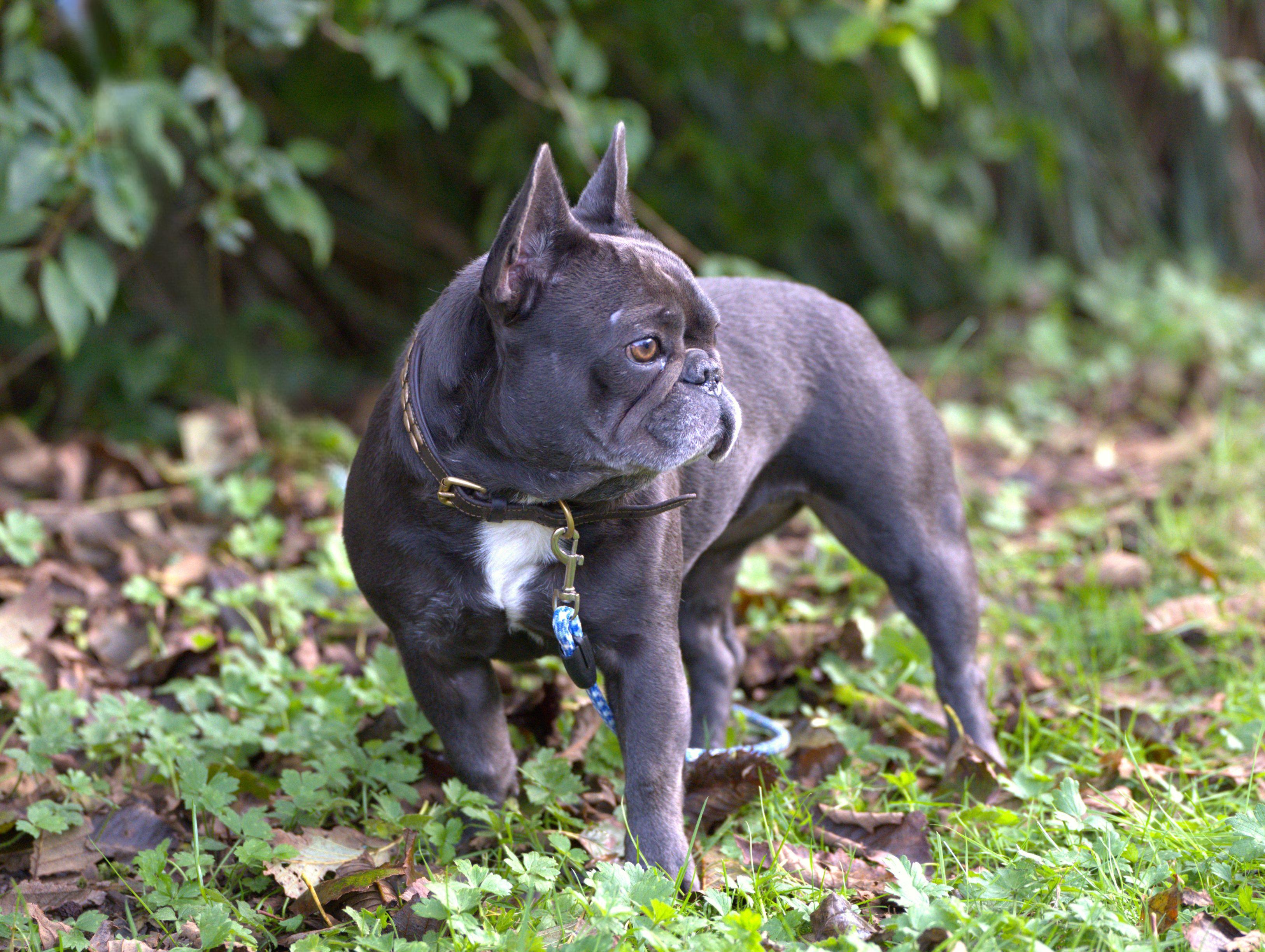 Enlarge Etta - Blue Frenchie Female, a Adoptable French Bulldog in Hoquiam, WA image 6/6