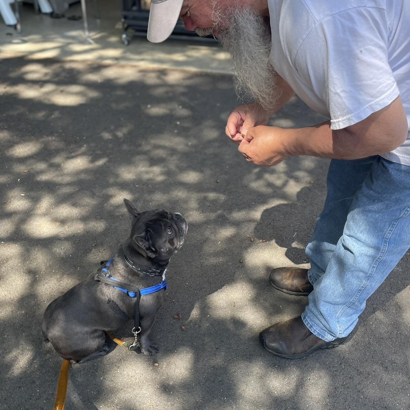 Etta - Blue Frenchie Female, a Adoptable French Bulldog in Hoquiam, WA image 4/6