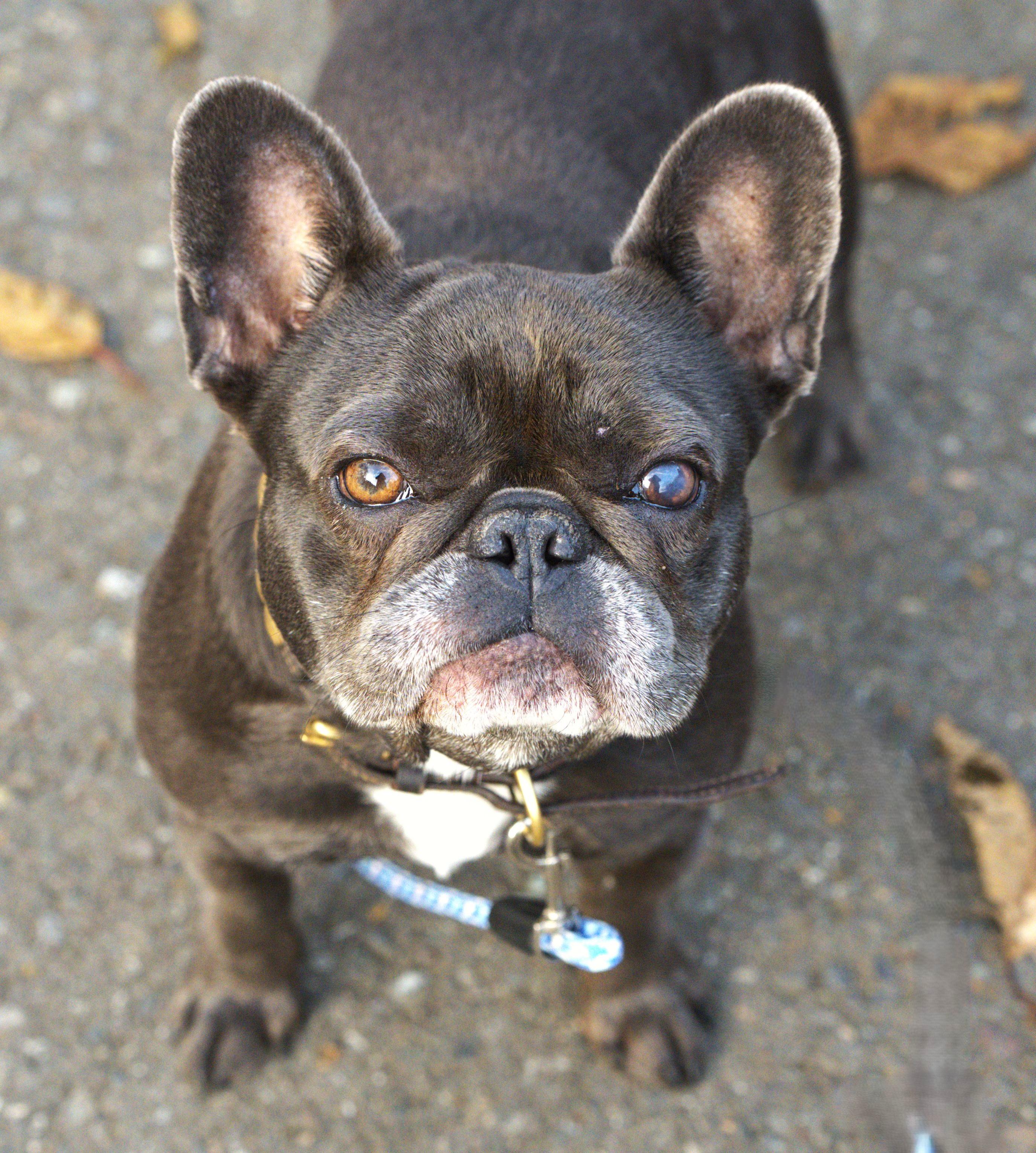 Etta - Blue Frenchie Female, Adoptable, Adult Female French Bulldog.