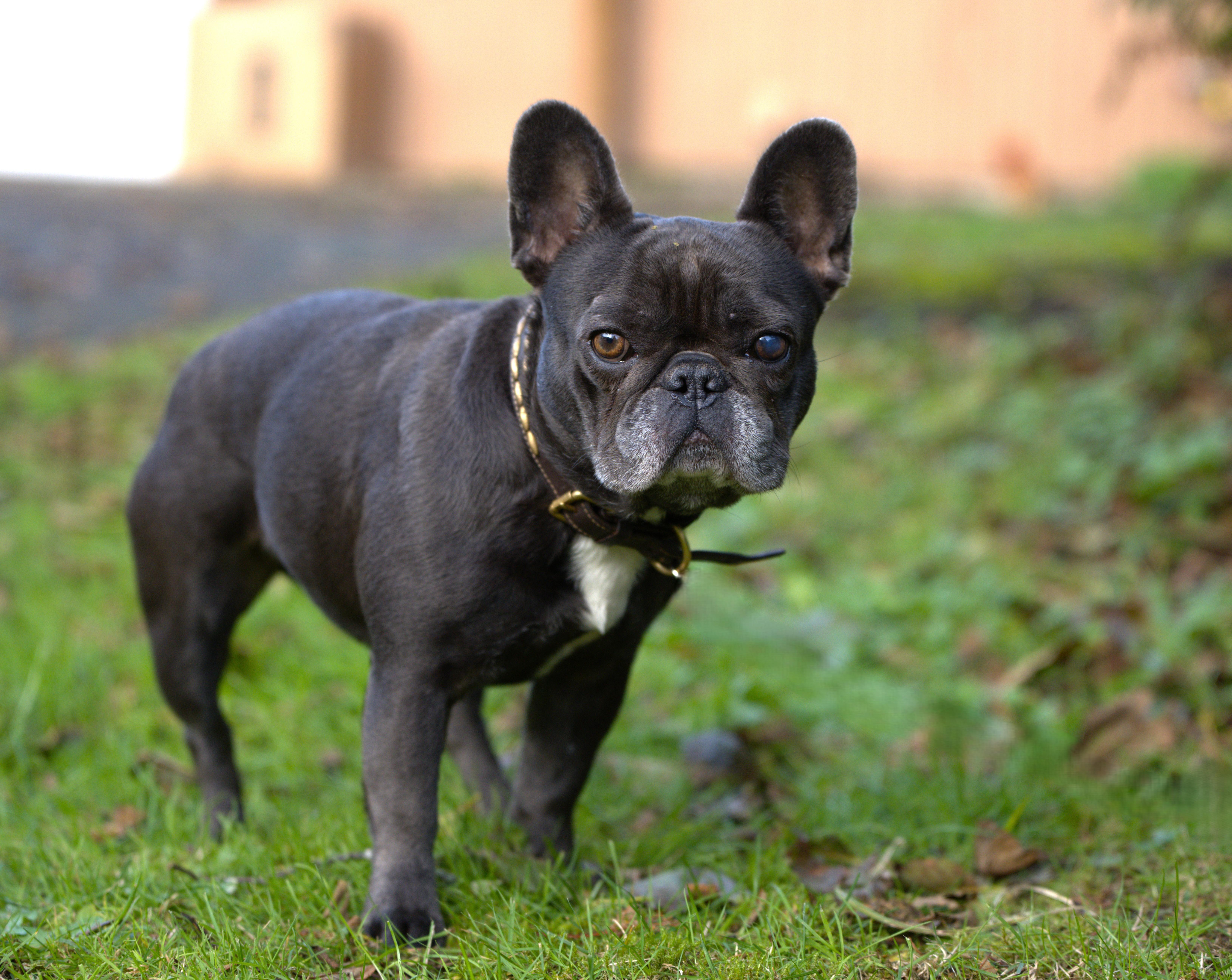 Enlarge Etta - Blue Frenchie Female, a Adoptable French Bulldog in Hoquiam, WA image 3/6