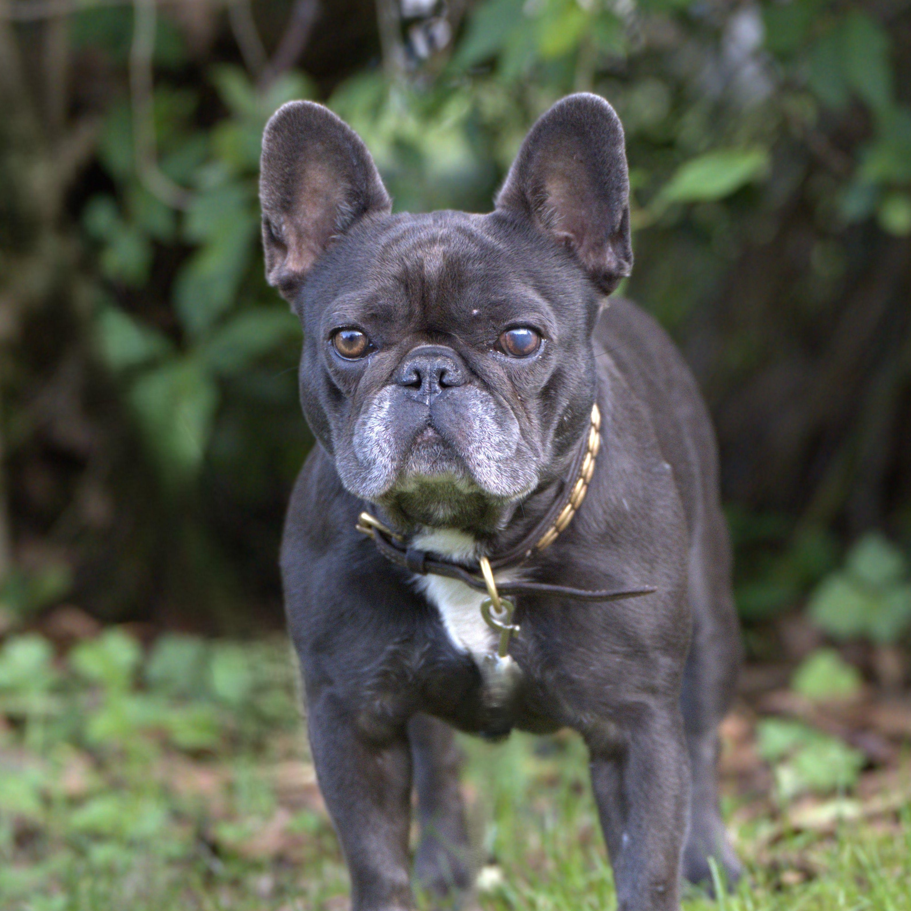 Enlarge Etta - Blue Frenchie Female, a Adoptable French Bulldog in Hoquiam, WA image 1/6