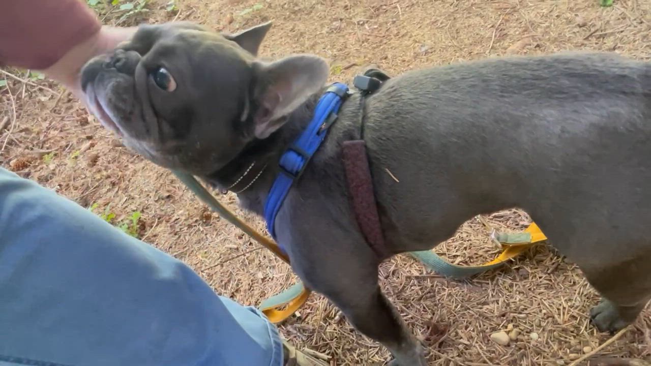 Enlarge Etta - Blue Frenchie Female, a Adoptable French Bulldog in Hoquiam, WA video 5/6