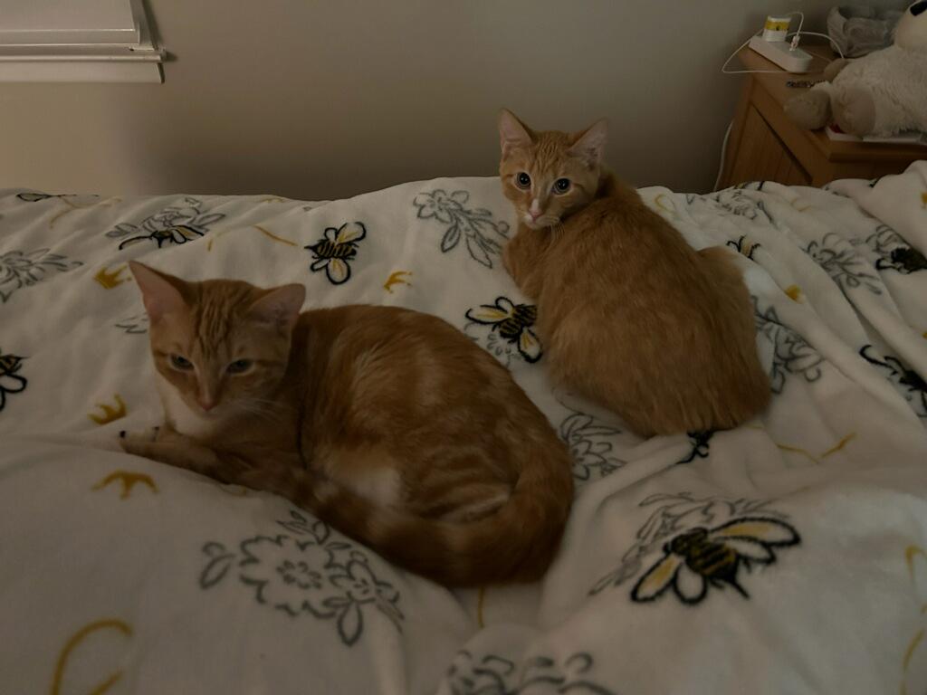 Enlarge Thing 2 (orange boys!), a Adoptable Domestic Short Hair in Farmington Hills, MI image 4/4