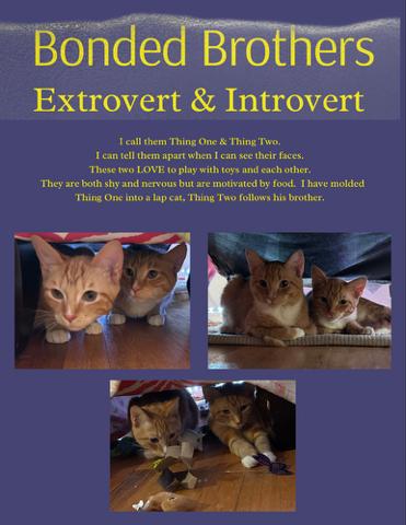 Enlarge Thing 2 (orange boys!), a Adoptable Domestic Short Hair in Farmington Hills, MI image 2/4