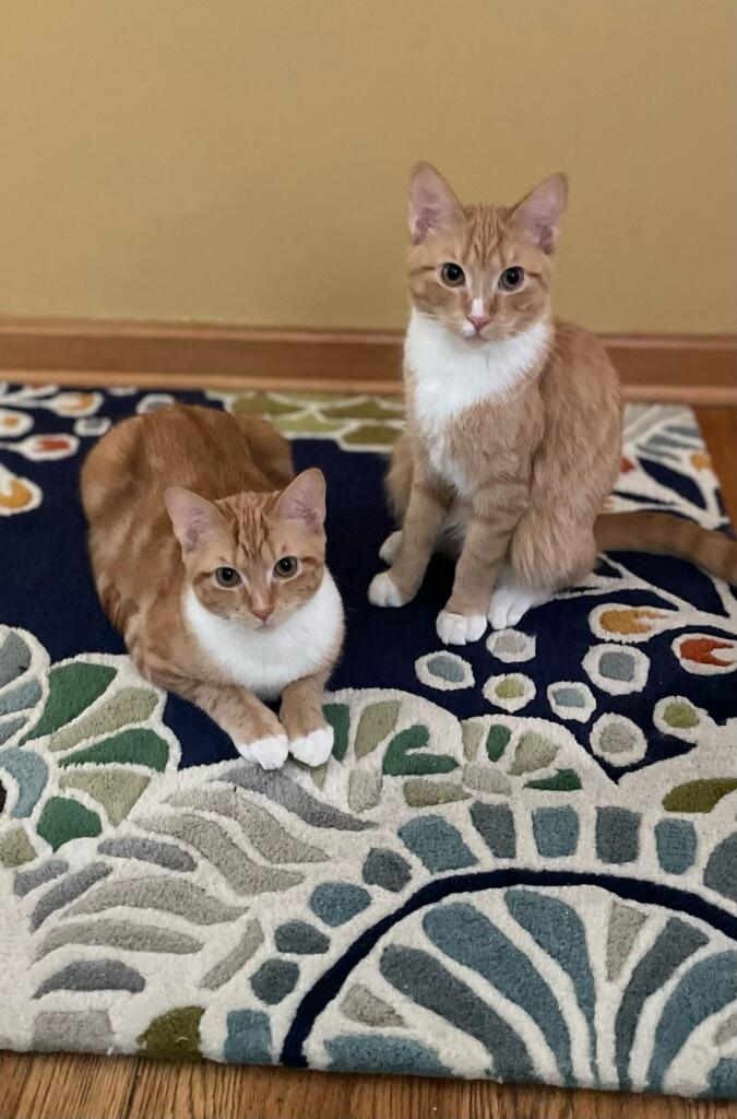 Enlarge Thing 2 (orange boys!), a Adoptable Domestic Short Hair in Farmington Hills, MI image 3/4