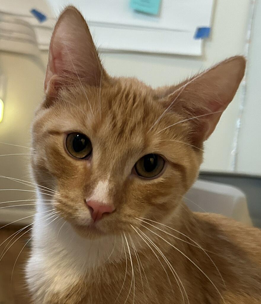 Thing 2 (orange boys!), Adoptable, Young Male Domestic Short Hair.