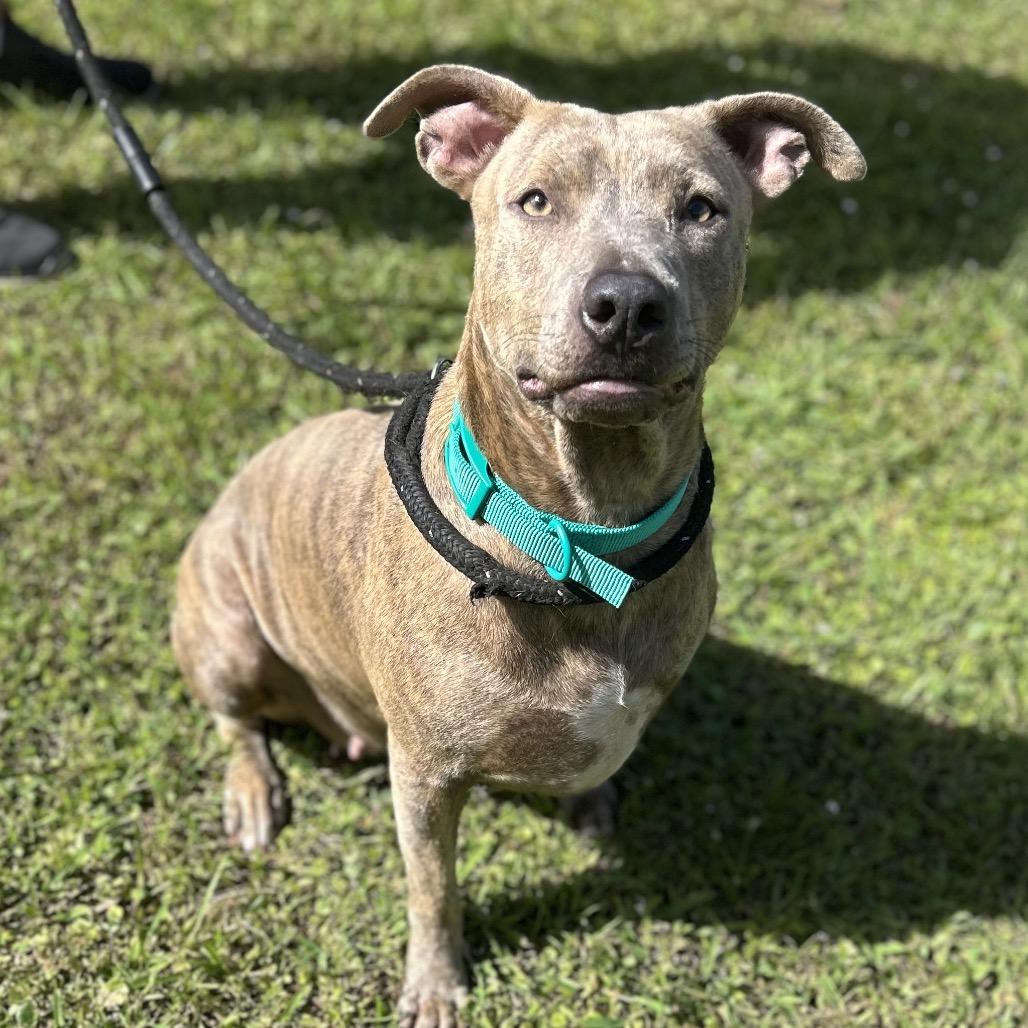 Enlarge Blondie, a Adoptable Pit Bull Terrier in Newport, NC image 1/6