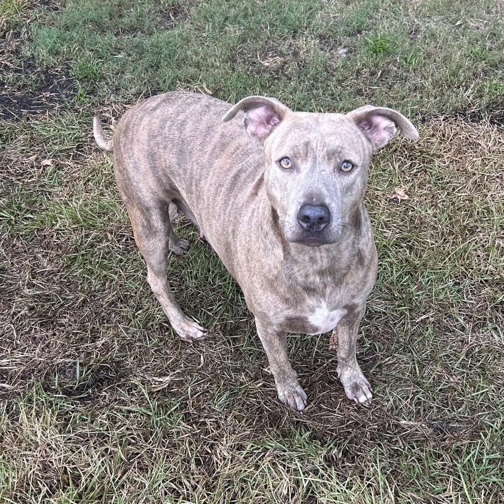 Enlarge Blondie, a Adoptable Pit Bull Terrier in Newport, NC image 2/6