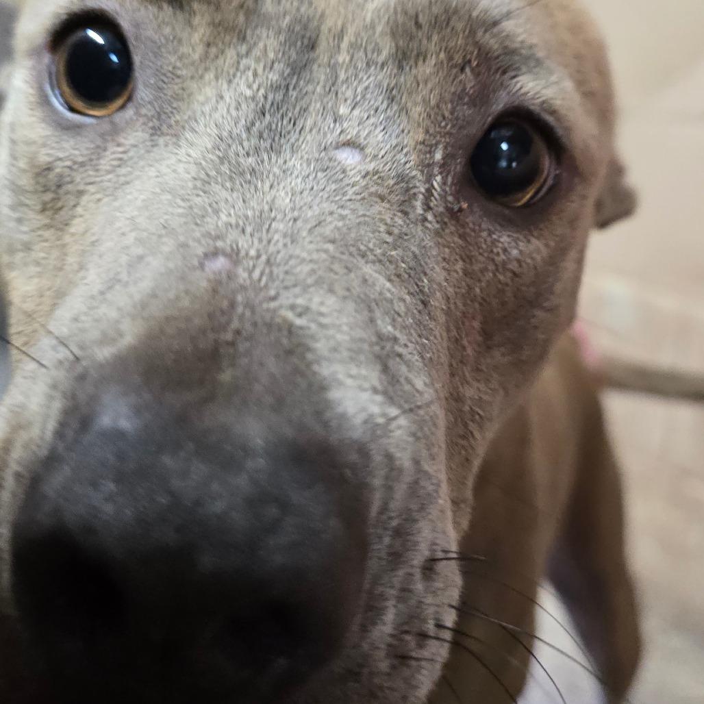 Enlarge Blondie, a Adoptable Pit Bull Terrier in Newport, NC image 3/6
