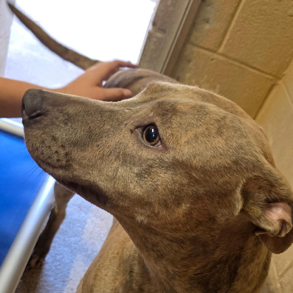 Enlarge Blondie, a Adoptable Pit Bull Terrier in Newport, NC image 4/6