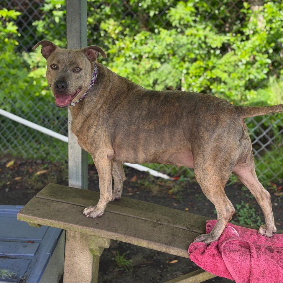 Enlarge Blondie, a Adoptable Pit Bull Terrier in Newport, NC image 4/6