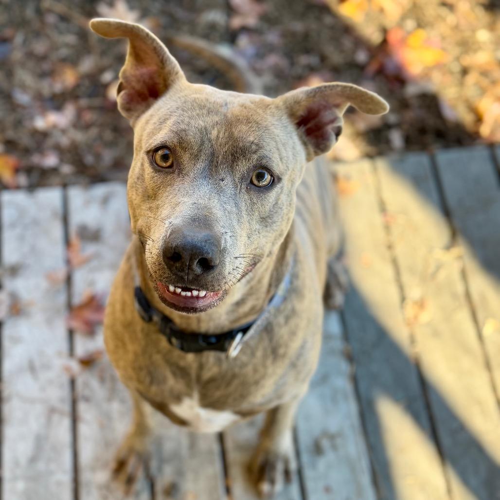 Enlarge Blondie, a Adoptable Pit Bull Terrier in Newport, NC image 5/6